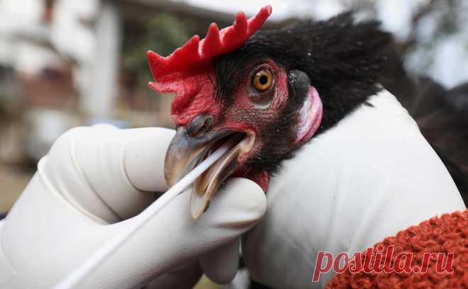 В Йошкар-Оле объявили карантин из-за птичьего гриппа. В отдельных районах Йошкар-Олы ввели карантин из-за птичьего гриппа, сообщается на сайте администрации города.