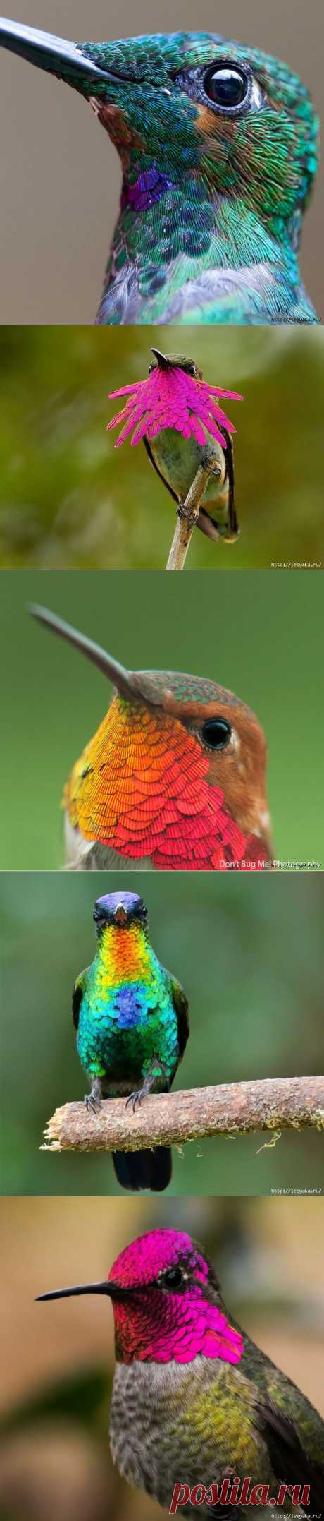 Яркие и красочные колибри крупным планом