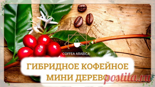 Гибридное кофейное мини дерево Coffea Arabica
Получите удовольствие от свежего ароматного кофе прямо из своего сада. Наслаждайтесь растением, которое не только украсит ваш интерьер, но и даст вам неповторимый кофейный урожай!  | поделки из кофе