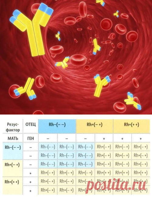 Частый резус фактор. Резус фактор. Резус фактор картинки. Резус фактор DD. Открытие резус фактора крови.