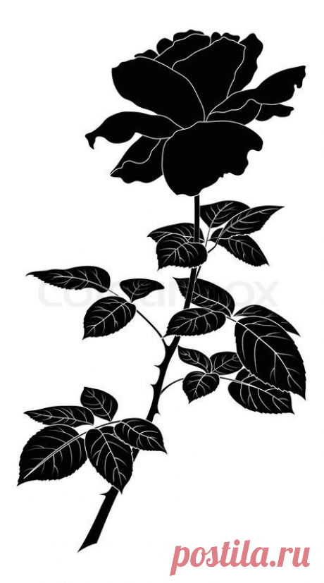Flower rose, silhouette stock photo
