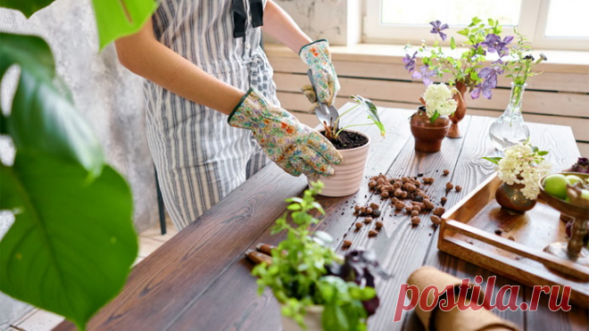 Уход за комнатными растениями в августе 2022 года по лунному календарю цветовода - Своими руками на даче - как посеять, сажать, ухаживать за растениями и цветами