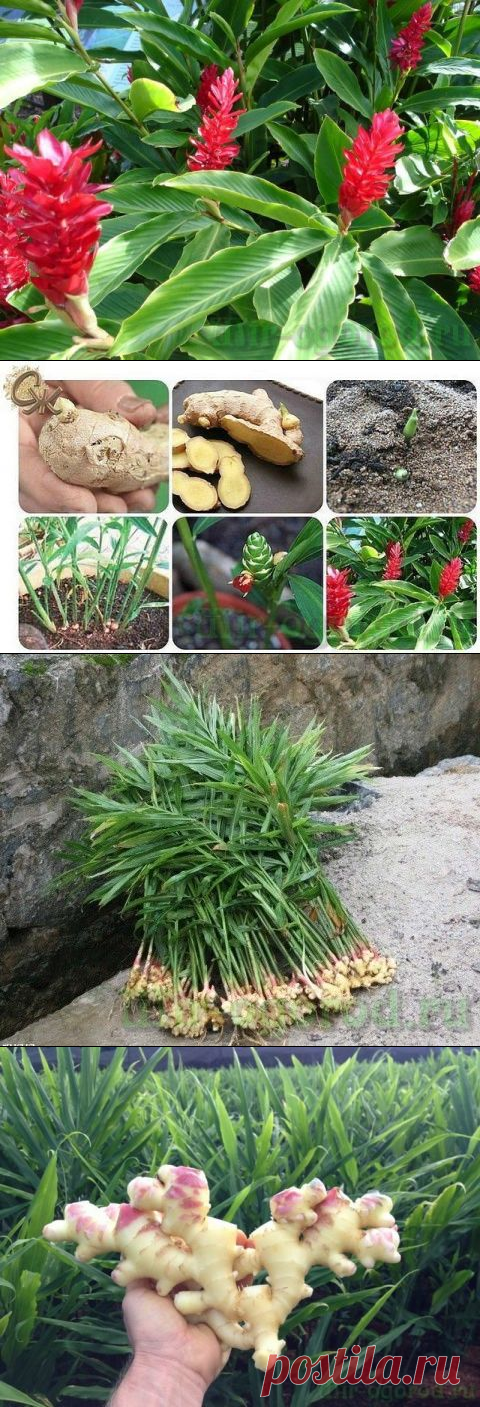 Имбирь вырастить. Как посадить имбирь в огороде. Посадка имбиря в открытый грунт на даче. Имбирь в горшке. Имбирь росток.