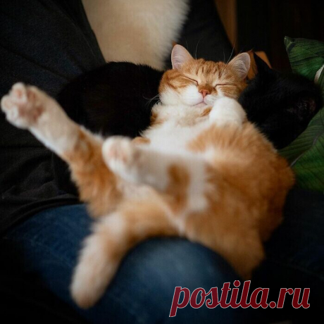 Рыжий котяра из России очаровывает соцсети