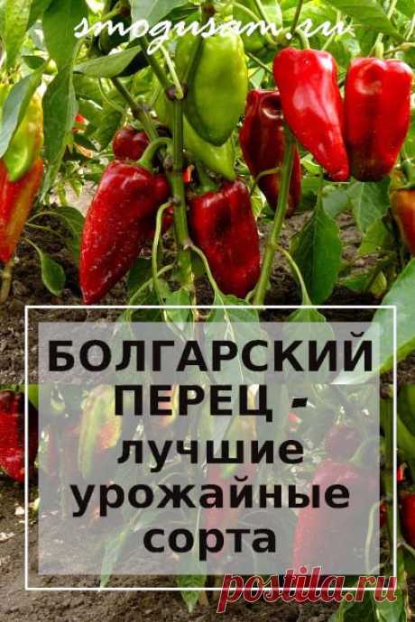 Болгарский перец — лучшие урожайные сорта