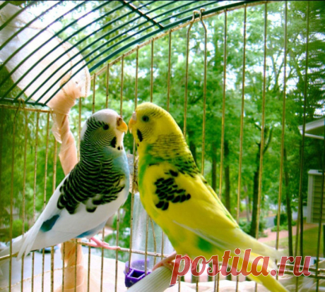 Волнистые попугаи: фото, видео, слушать пение волнистых попугаев онлайн и бесплатно, особенности содержания в домашних условиях, размножение.