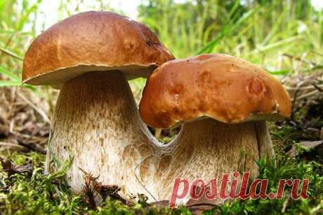Календарь грибника 2014: Определитель грибов - как отличить ядовитые и съедобные грибы