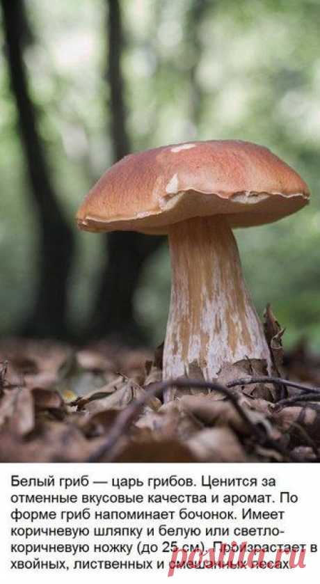 Мини-гид: 10 съедобных грибов | Страна Полезных Советов