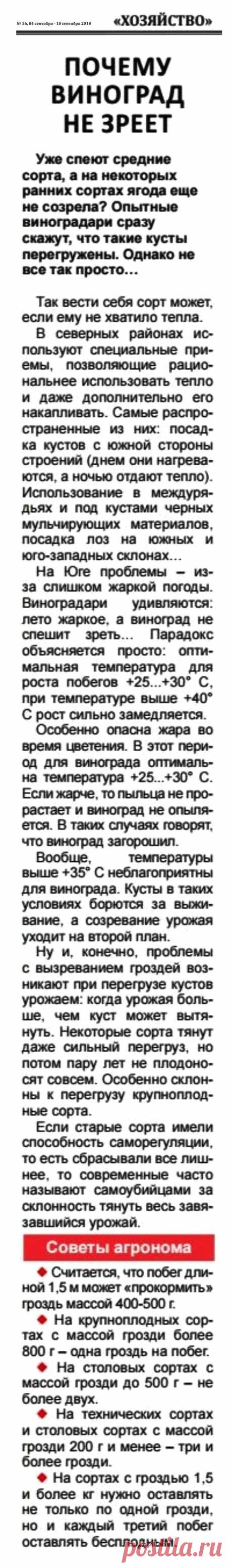 Почему виноград не зреет