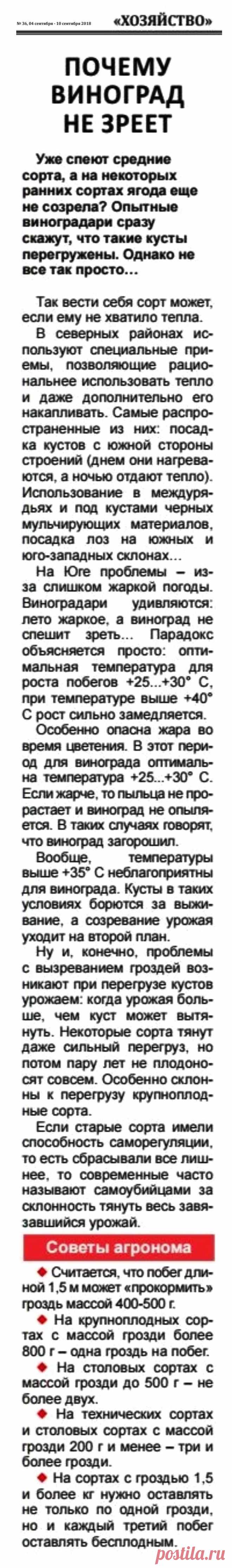Почему виноград не зреет