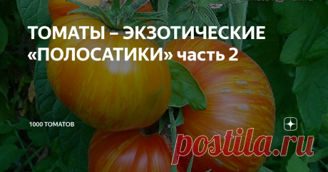 ТОМАТЫ – ЭКЗОТИЧЕСКИЕ «ПОЛОСАТИКИ» часть 2 Продолжаем знакомить любителей томатов с урожайными, экзотическими сортами: