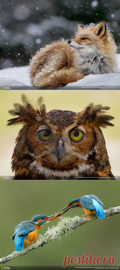 Финалисты конкурса фотографии дикой природы National Geographic Nature Photographer 2016 | MixStuff
