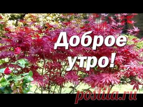 (70) Пожелание Хорошего Утра и Дня🌸Доброе Утро Хорошего Дня🍀С Добрым Утром - YouTube