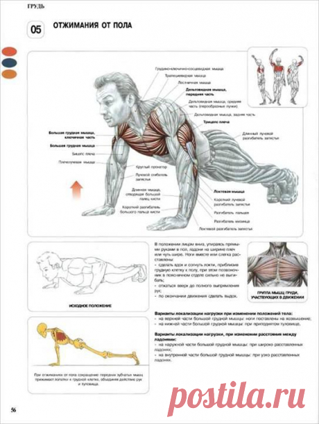 ОТЖИМАНИЯ ОТ ПОЛА. ПОЛЬЗА.

Отжимания от пола полезны не только для развития мышц, но и для поднятия общего состояния здоровья человека. Они положительно воздействуют на кости и суставы организма, а так же укрепляют сердце и сосуды.
Отжимания от пола — базовое физическое упражнение, развивающее большую грудную мышцу и трицепс. Также при выполнении упражнения задействованы передние дельтовидные мышцы, локтевая мышца и плечевой пояс в целом.

Как правильно отжиматься?

Польза от ...