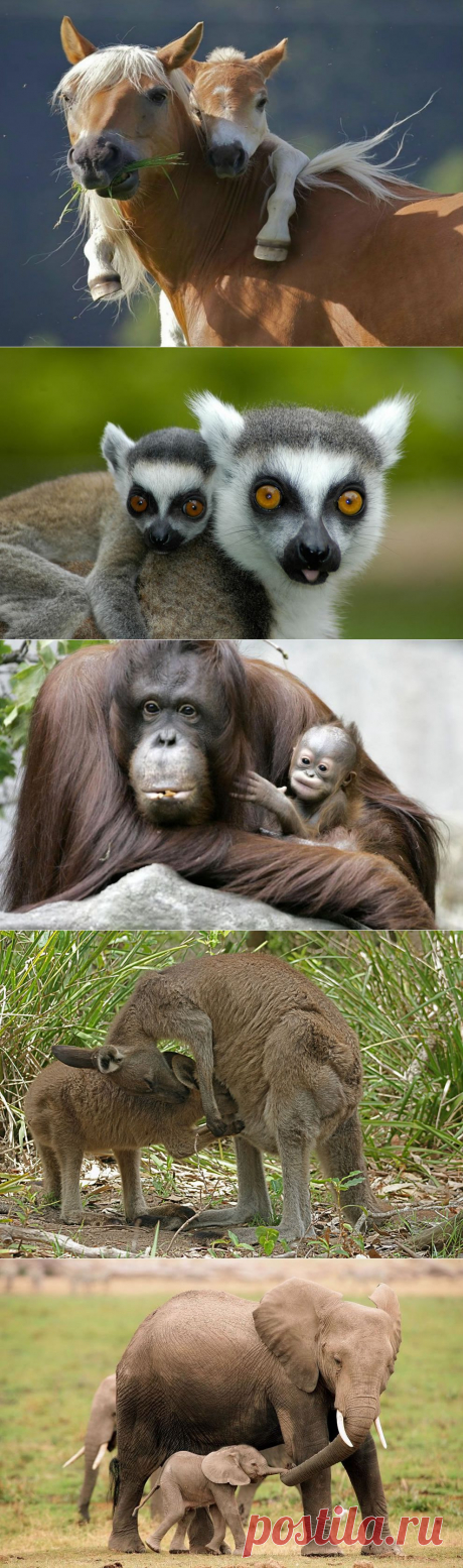 Животный мир: материнская любовь | Life on Photo