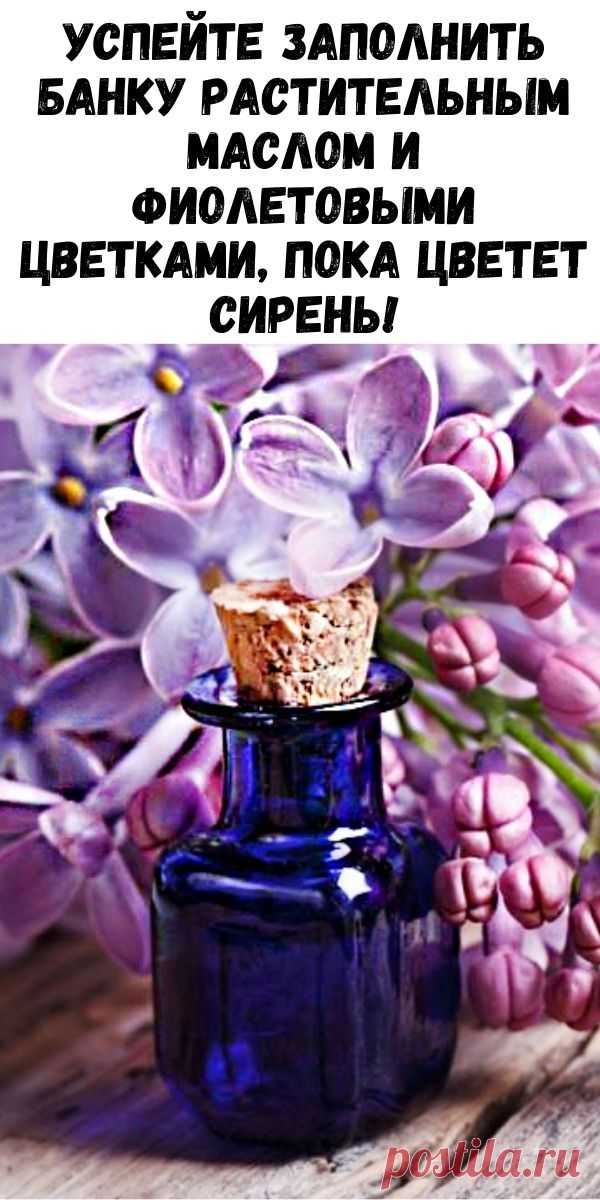 Успейте заполнить банку растительным маслом и фиолетовыми цветками, пока цветет сирень! - Журнал для женщин