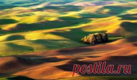 Изумрудные холмы Палуз (Palouse) | РОЗЫ