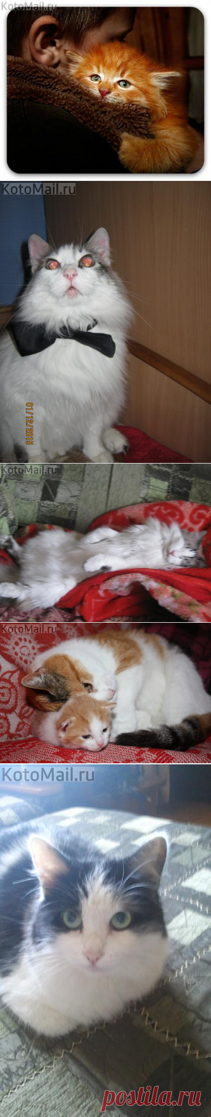 Я самый счастливый в мире кот | KotoMail.ru