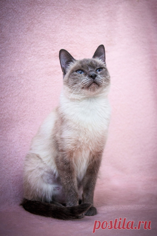 Сиамская кошка и тайская отличия фото и описание