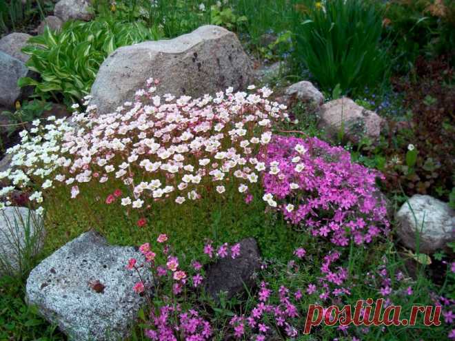Многолетний садовый цветок Камнеломка (Saxifraga). Небольшое неприхотливое многолетнее, реже однолетнее, растение высотой от 5 до 70 см. Листья прикорневые, собраны в розетку, пятираздельные. Цветки мелкие, белые, розовые, красные, на верхушке стебля собраны в соцветие-метелку. Цветет в мае - июне.

Основные виды.
Наиболее распространены в культуре: к.супротивнолистная (S.oppositifolia) - розетка высотой 4 см, цветонос - до 15 см; листья густые темно-зеленые; цветки одиночные.