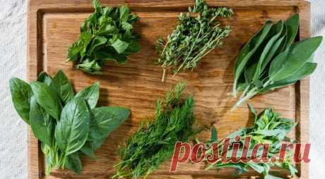 Какие пряные травы используют для приготовления блюд. Не только укроп и петрушку! — читать на Gastronom.ru