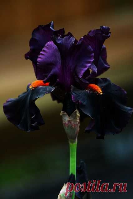 Iris 'Draculas Kiss'