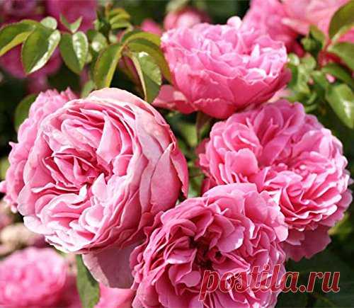 Amazon.com : 100 Pcs Climbing Colorful Rose Flowers Seeds for Garden Home Balcony Fences Yard Decoration Flowers Plants (Rosa