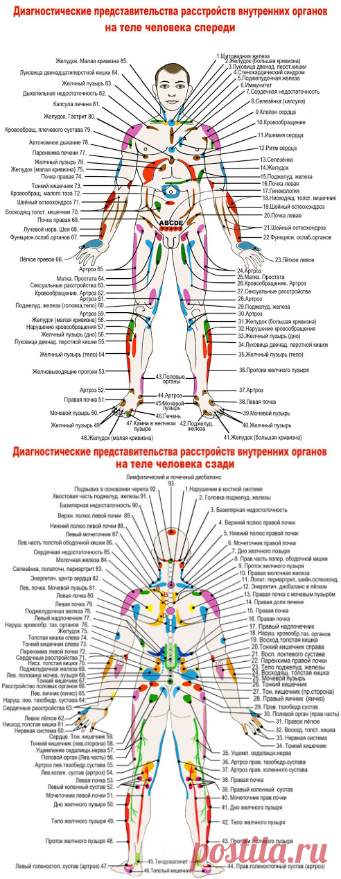 Проекционные зоны внутренних органов на теле человека по Огулову - узнайте себя лучше! ~ Шкатулка рецептов