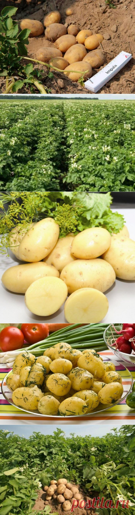 Картофель Импала характеристики и описание сорта с отзывами и фото, вкусовые качества, урожайность, посадка и уход