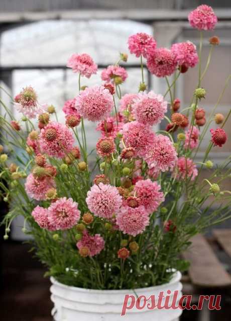 12 очаровательных цветов, которые сеют без рассады: украсят любую дачу и сад | Уютный дом с BLIZKO | Дзен