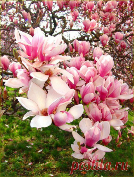 Chinese Magnolia Tree or &quot;Tulip&quot; Tree, flowering trees, pretty trees, color and texture, landscape plans, spring will be here before you know it.  |  Pinterest • Всемирный каталог идей