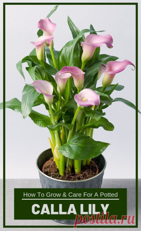 Calla is part of the special-shaped lily species of lily, even though a mystery aura has been created around it. Over time, this flower has been associated with important life events, such as…