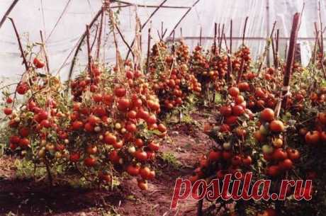 Чтобы любимые помидоры были крупными и созревали быстрее, приготовим для них полезные напитки:&nbsp; — Socialpost