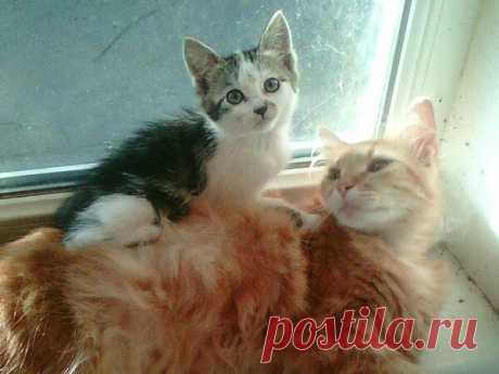 Наши коты - #35 | Кошка Чернуха и кот Беляшик | Яндекс Дзен