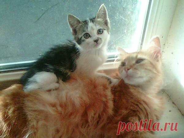 Наши коты - #35 | Кошка Чернуха и кот Беляшик | Яндекс Дзен