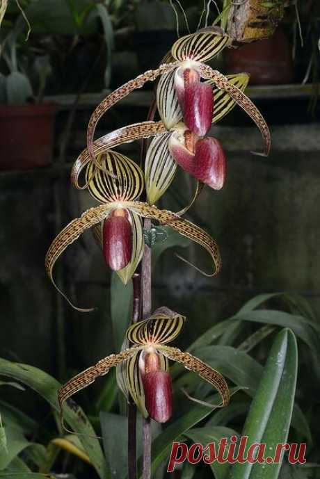 Самым дорогим в мире цветком считается орхидея «Золото Кинабалу» (P. rothschildianum) родом с острова Борнео, Малайзия. Это редчайшее растение, которое впервые цветет в возрасте 15 лет. Крупные ароматные цветы, которых в соцветии бывает не более шести, отличаются почти горизонтальным расположением лепестков. При цветении в апреле-мае эта орхидея дает лишь один цветонос, стоимость которого может достигать 5 тысяч долларов.