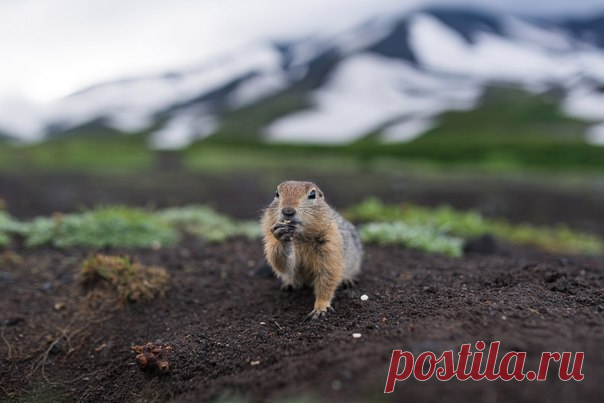 «Позагораем?». Евражка на Камчатке. Автор фото – Евгений Егорейченков ...
