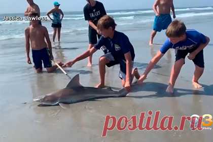 12-летний ребенок поймал на удочку акулу и попал на видео. 12-летний мальчик из США поймал на удочку акулу. Его улов сняла на видео женщина, которая в этот момент гуляла по пляжу с дочерью. Рыбак рассказал, что почувствовал натяжение лески и понял, что поймал что-то тяжелое. Свой улов он сначала принял за полосатого окуня. Выловив акулу, он отпустил ее обратно в океан.