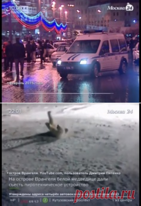 Москва 24 - Толстый кот, качающий пресс, завоевал популярность в интернете - Сетевое издание М24