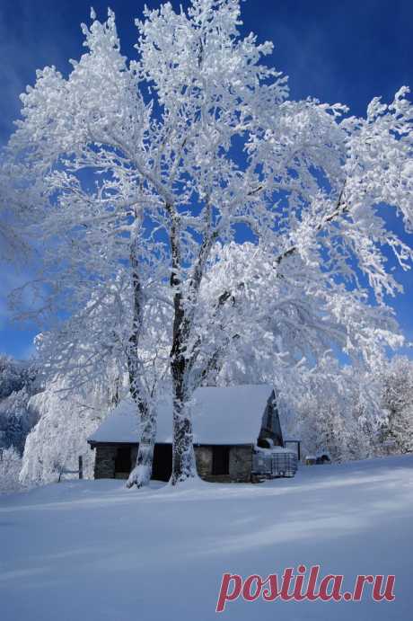 The tree looks magical...beautiful! | Winter