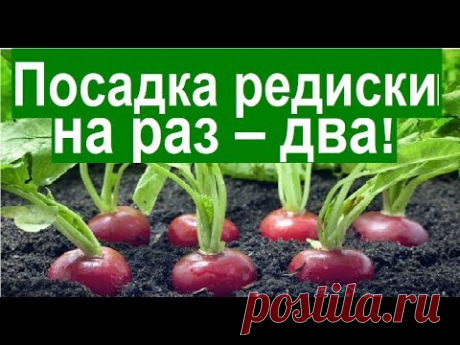 Посадка редиса на раз - два! Большая грядка за 15 минут!