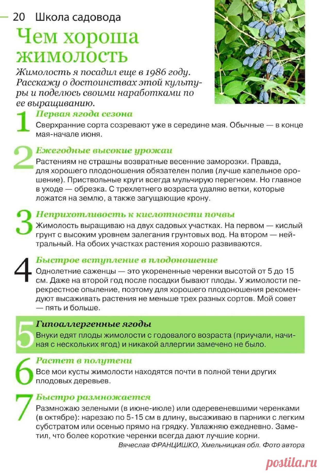 Чем хороша жимолость