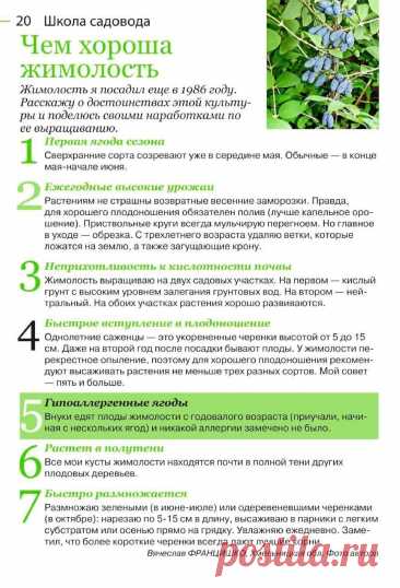 Чем хороша жимолость