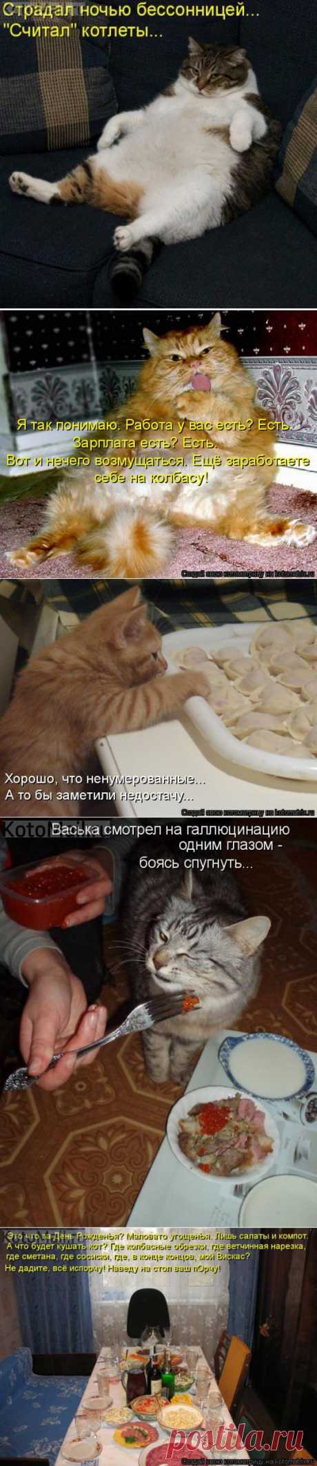 кошки | KotoMail.ru