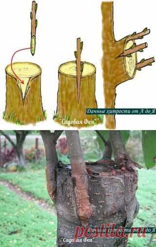 ДЕДОВСКИЙ СПОСОБ ПРИВИВКИ ДЕРЕВЬЕВ ДЛЯ БОЛЬШОГО УРОЖАЯ!