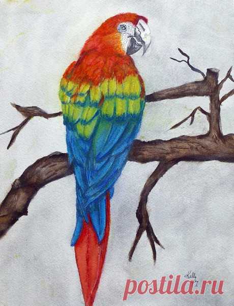 Scarlet Macaw Parrot Bird by Kelly Mills Scarlet Macaw Parrot Bird Painting by Kelly Mills
