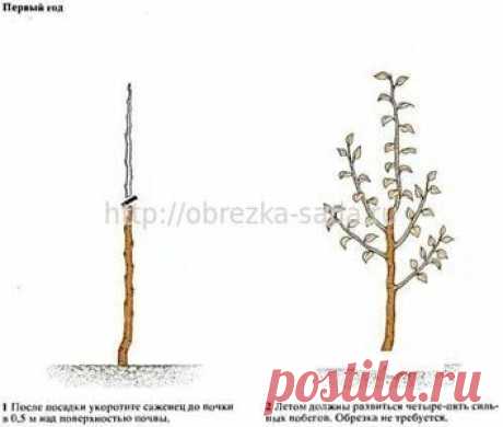 Размещение и посадка плодовых деревьев