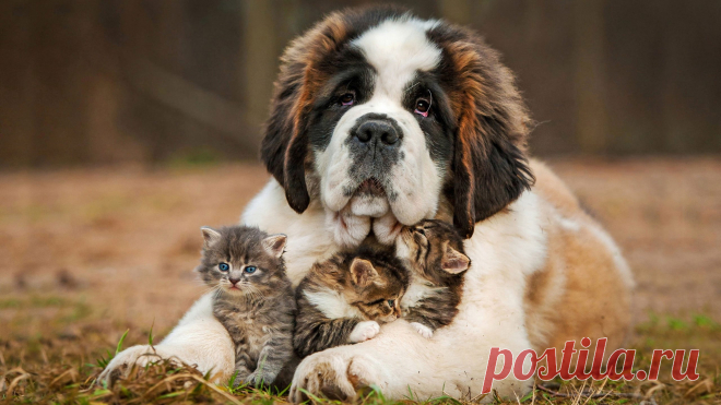 Wallpaper-Tan-Black-And-White-St.-Bernard-And-Black-Tabb43-scaled.jpg (2560×1440)