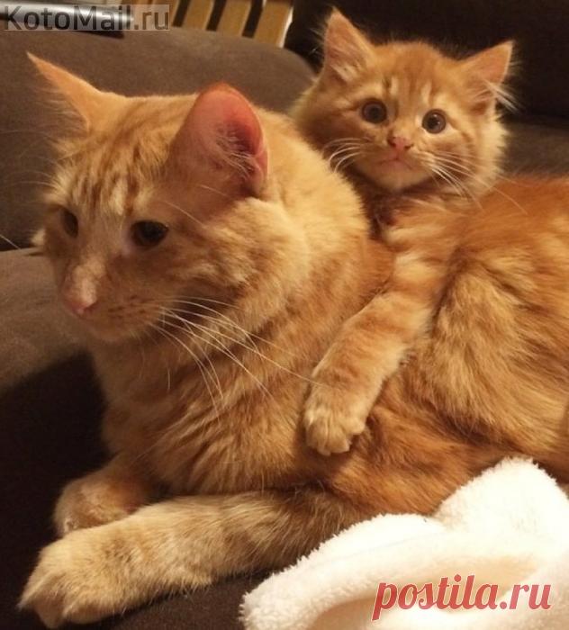 Мой сын кошка. Папа кот. Котята с мамой. Мемы про кота бориса. Кот сын.