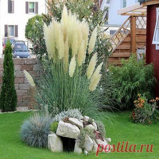 Кортадерия pumila